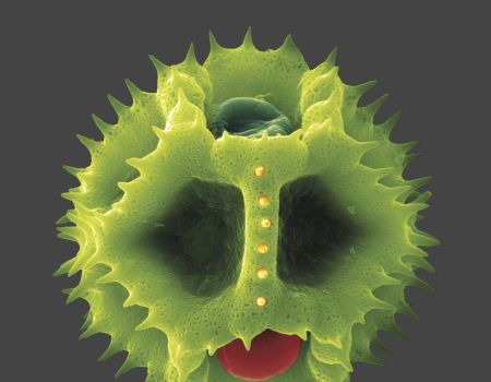 Allergie- Ein Bühnenstück mit Musik