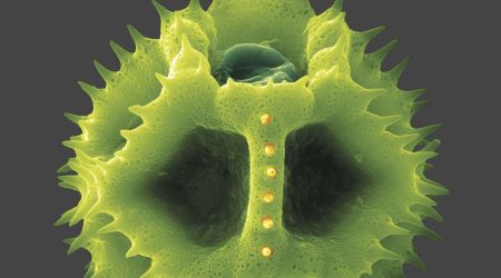 Allergie - Ein Bühnenstück mit Musik